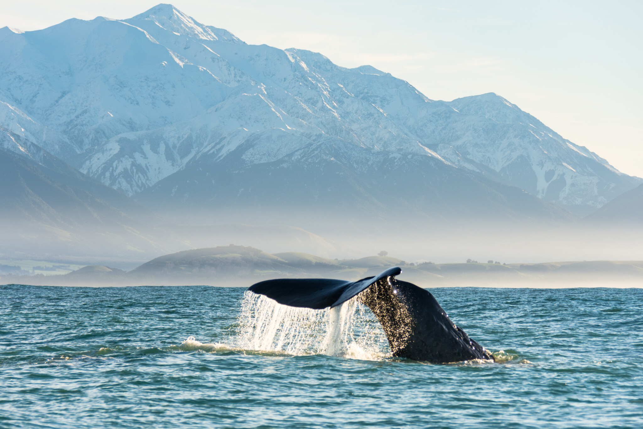 Whale Watching in Kaikoura Whale Watching in Kaikoura