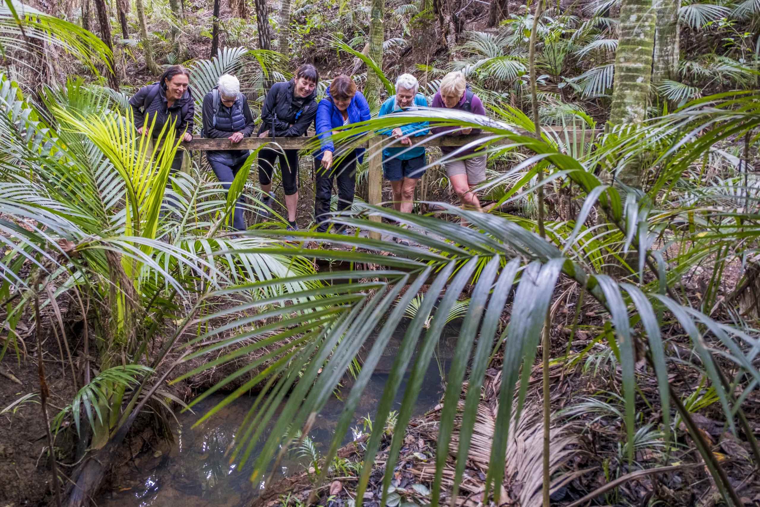 Waiheke Island Forest Bathing