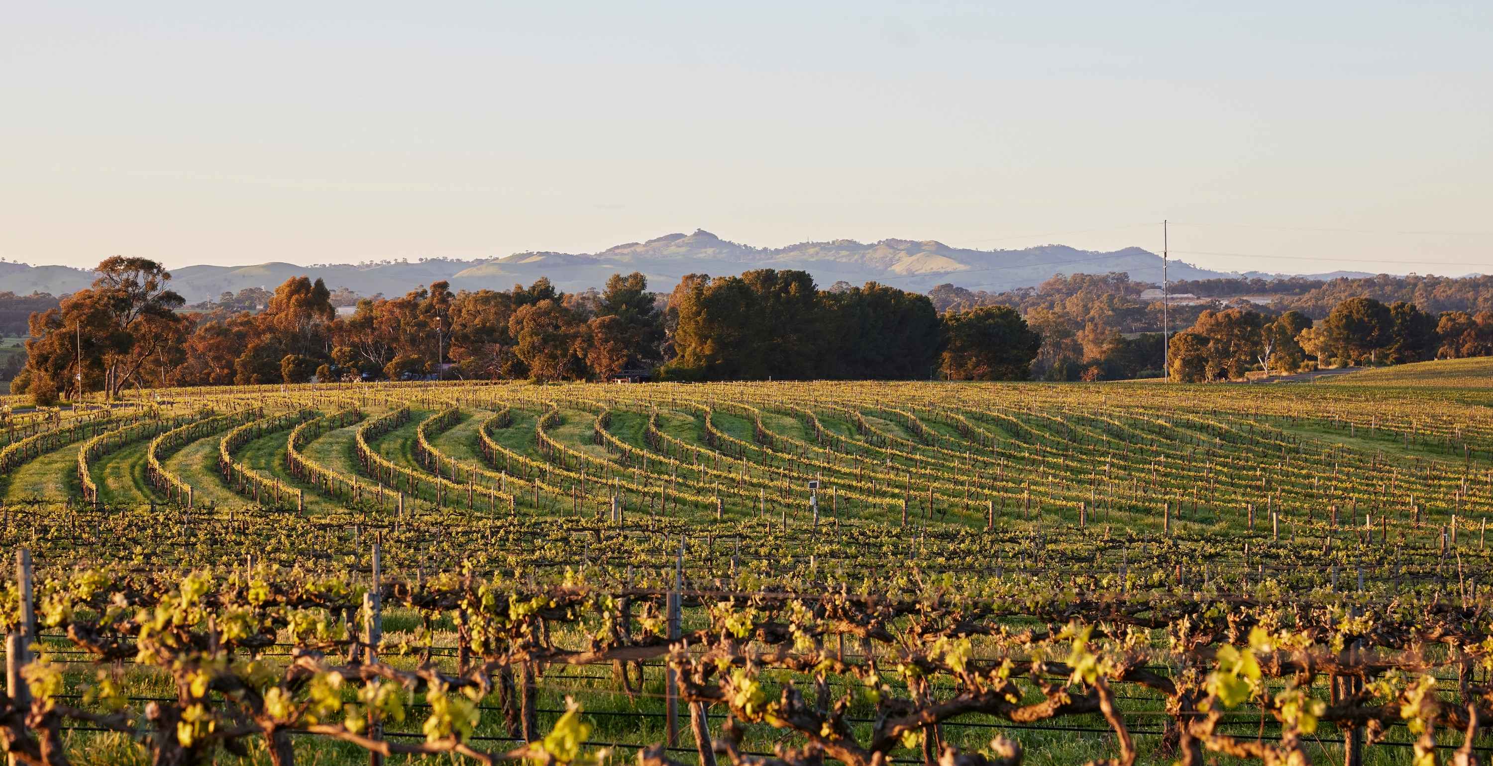 Barossa Valley South Australia