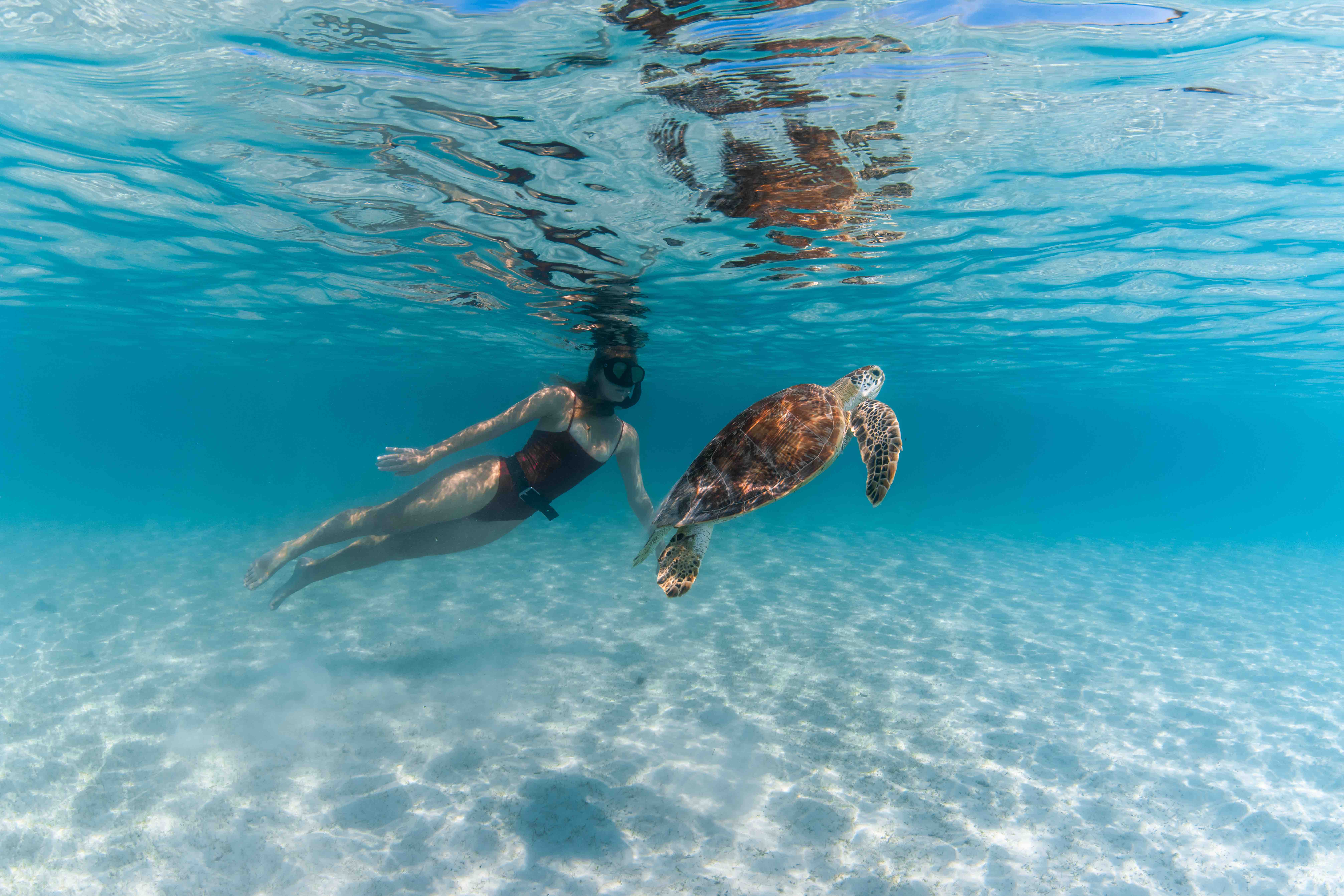 Snorkelling with Turtles Great Barrier Reef Great Barrier Reef
