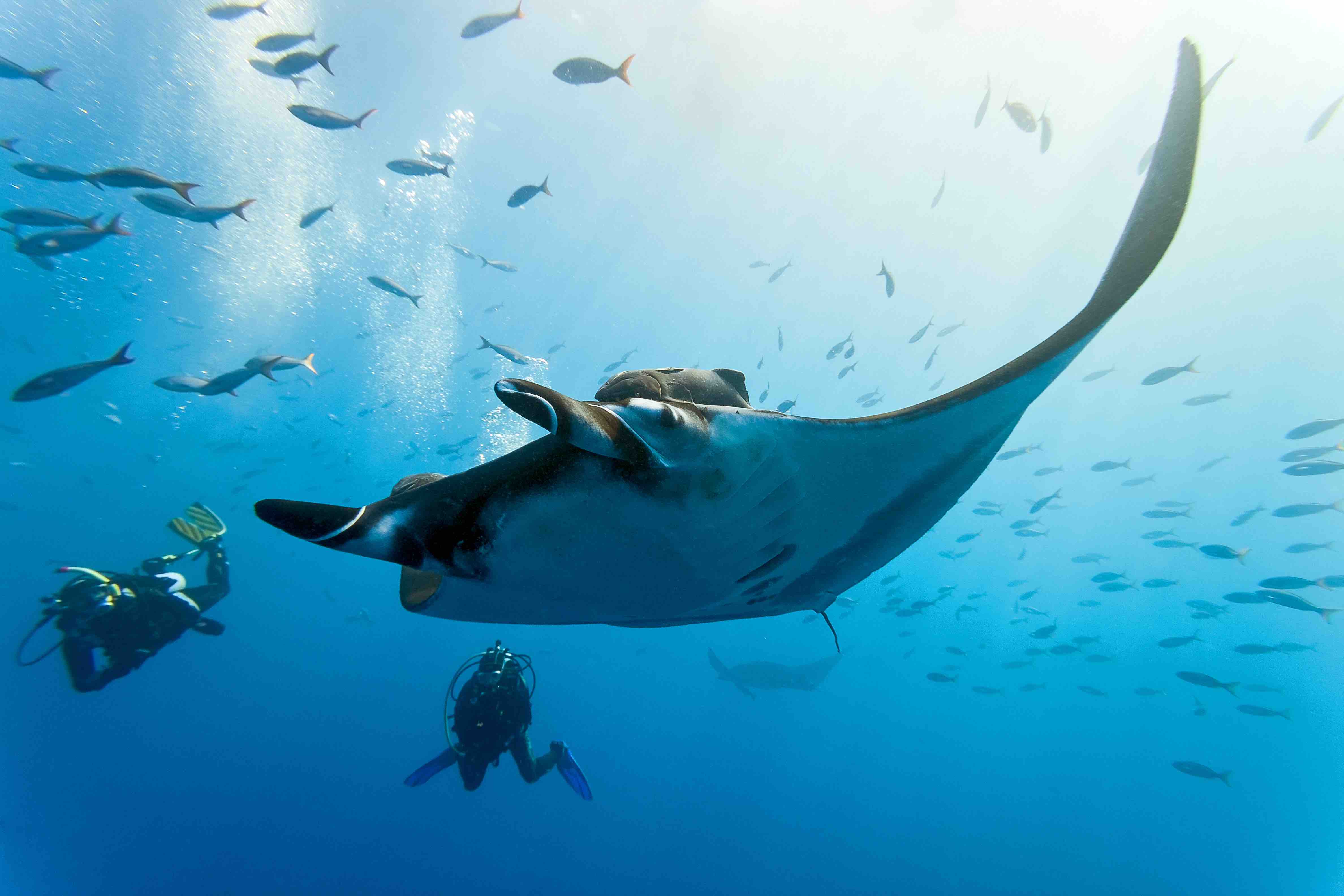 Kokomo Island Resort Manta Ray Diving Kokomo Island Resort
