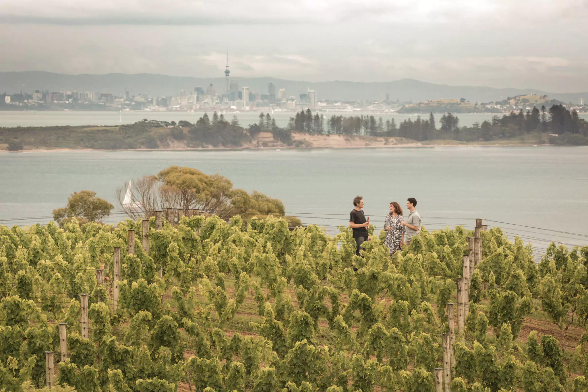 Waiheke island food and wine tour