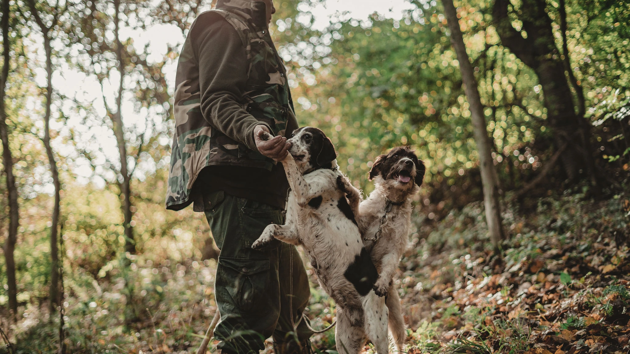 Truffle hunting Hawkes Bay