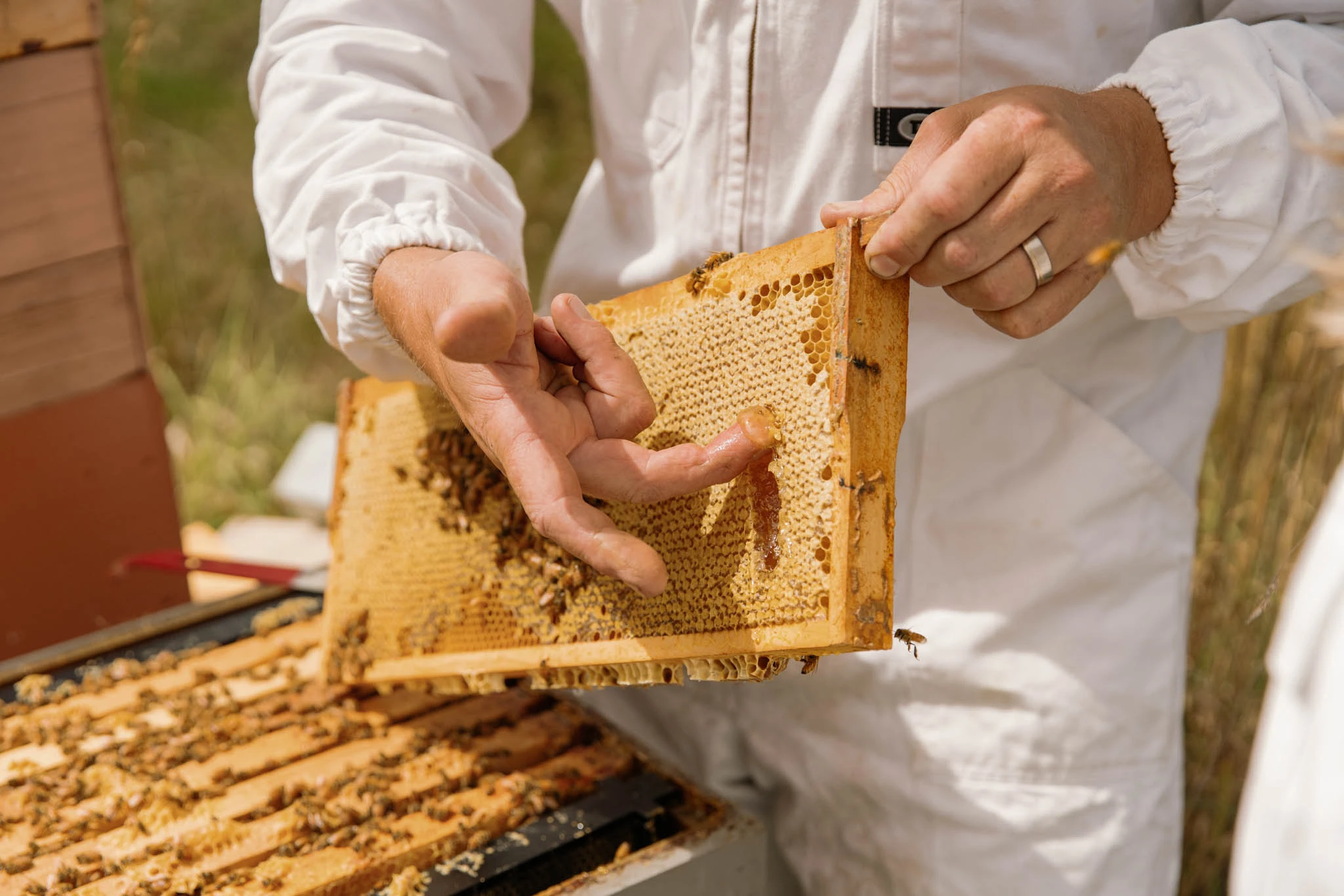 Honey Food Tour