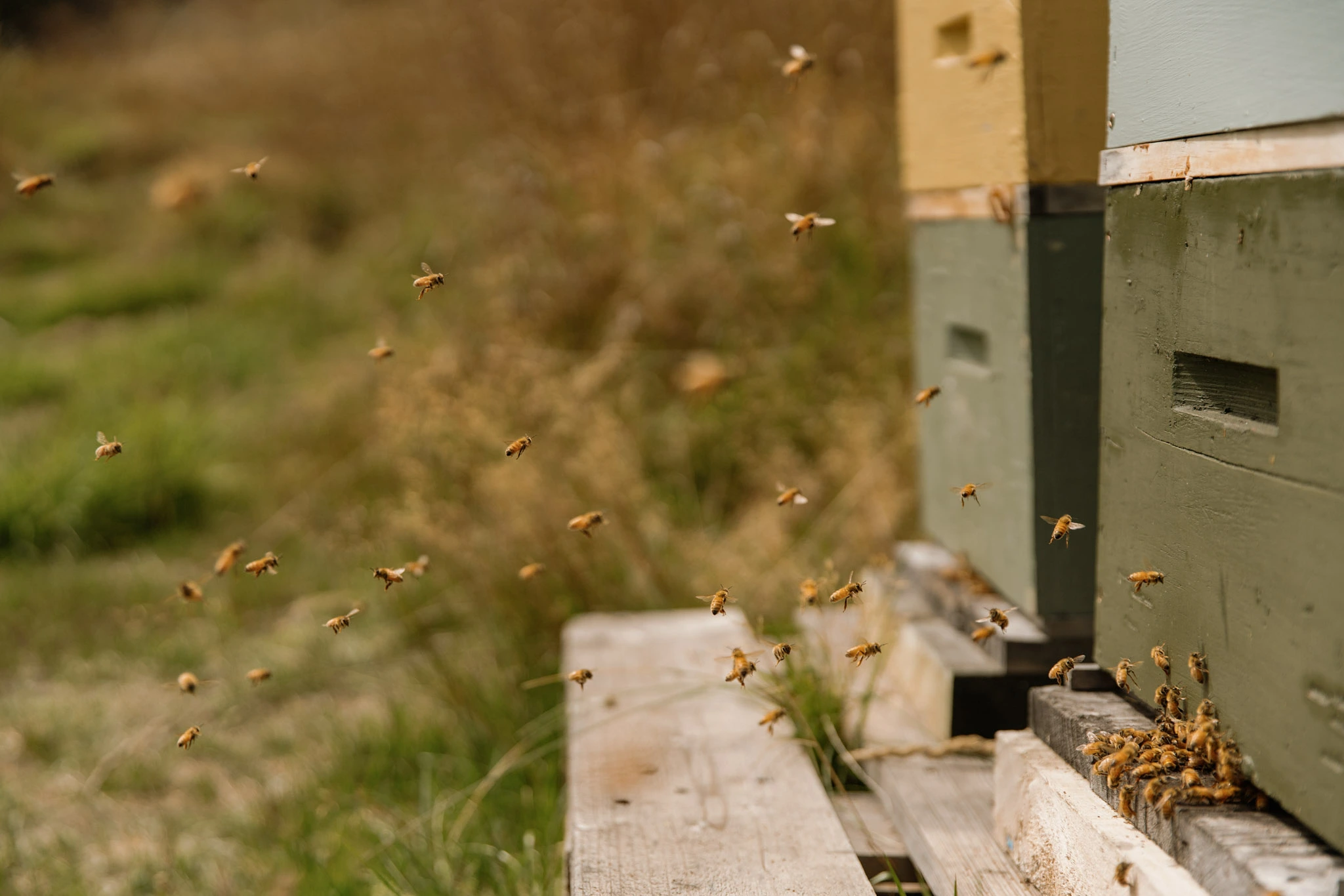 Honey Bees Queenstown Tour