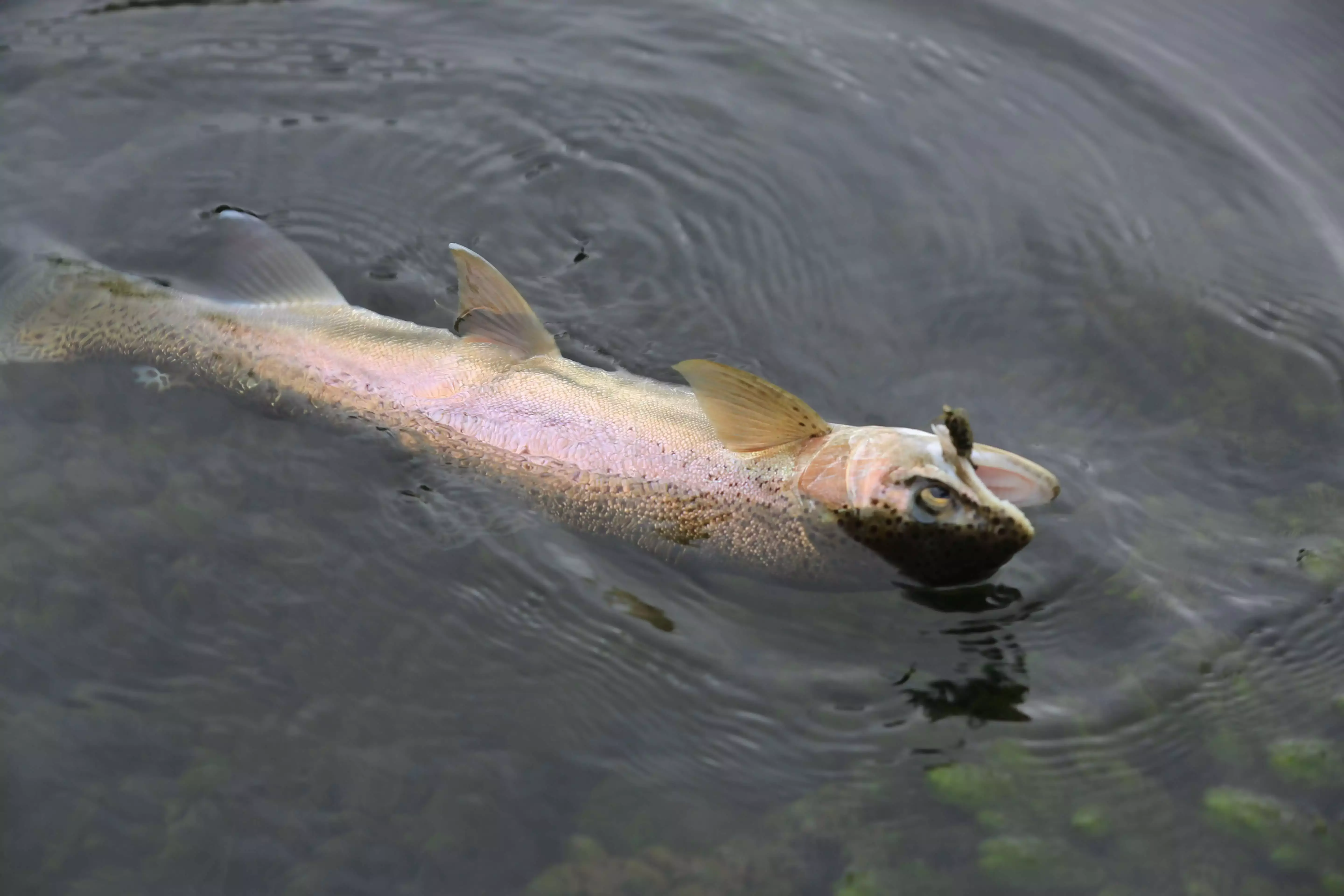 fly fishing Queenstown