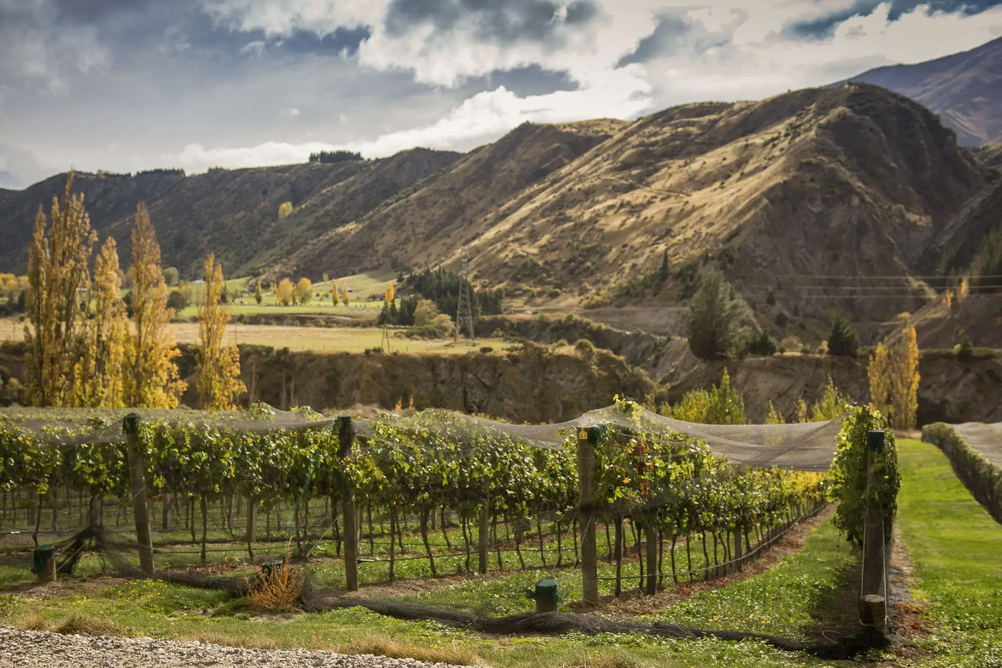 queenstown-5-day-itinerary-winery